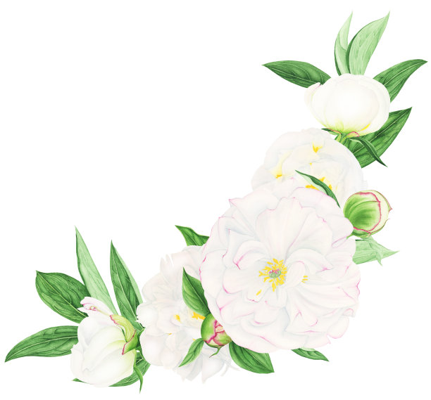 以白色牡丹和茉莉花作构图，水彩画。素材图片
