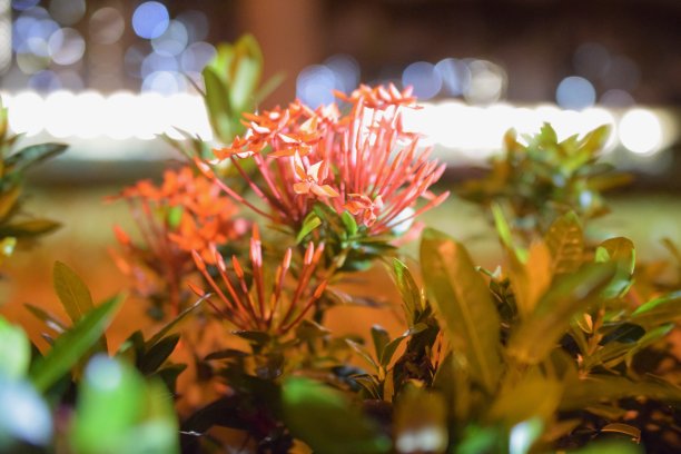 红色的花图片下载