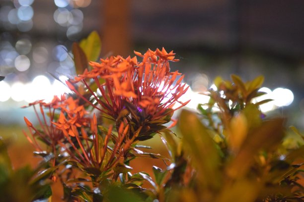 红色的花图片下载