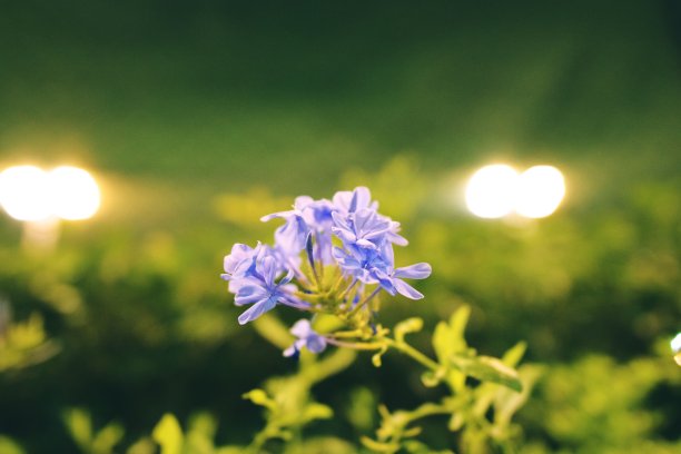 紫色的花图片下载