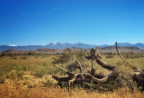 沙漠中干燥的树干图片下载