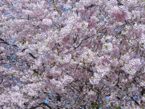 德国春天盛开的树木图片下载