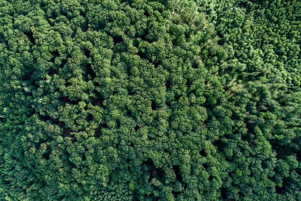 鸟瞰图森林。图片下载