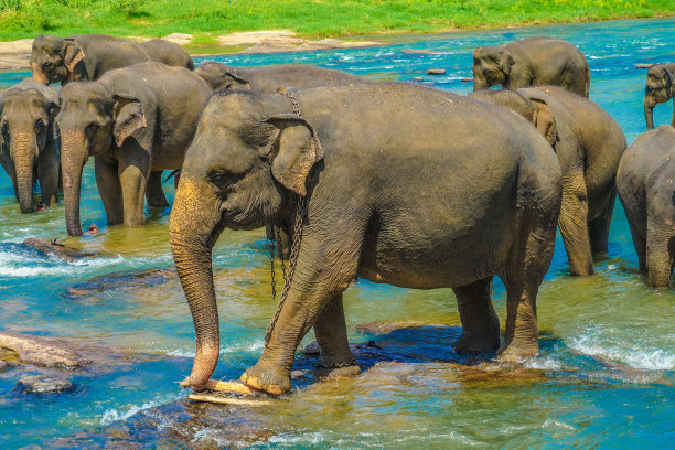 野生大象图片(斯里兰卡Pin’nawara)图片下载