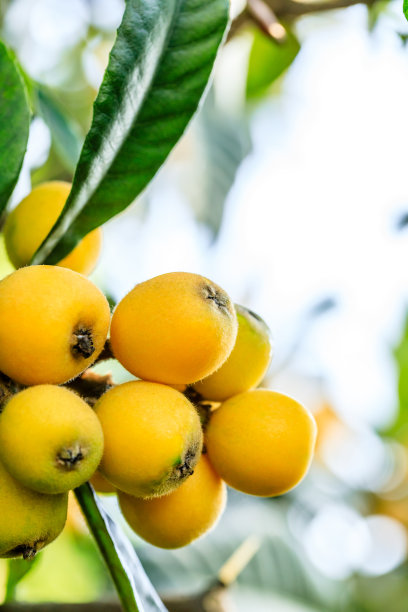 果园里的树上长着成熟的枇杷图片下载