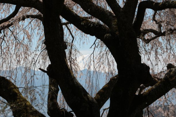 哭泣的樱桃图片下载