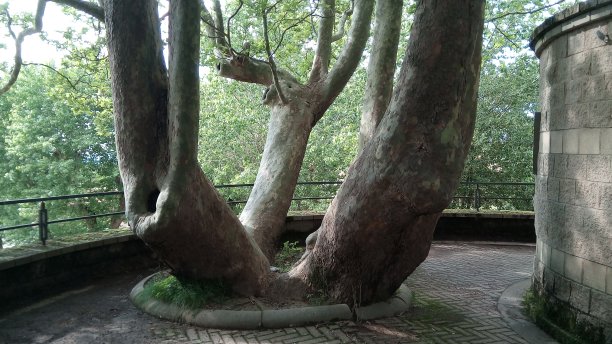 三个围壁室树图片下载