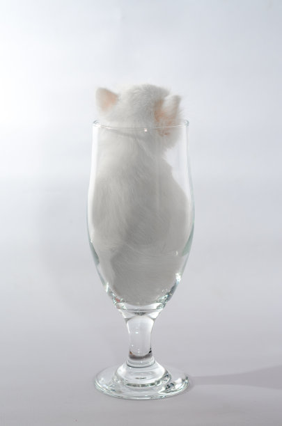 小猫咪白色的坐在一个清澈的啤酒杯里图片下载