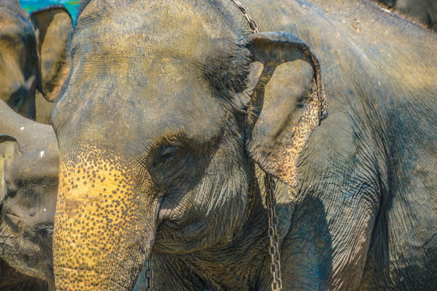 野生大象图片(斯里兰卡Pin’nawara)图片下载