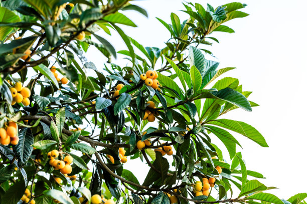 成熟的枇杷在花园里的树上图片下载