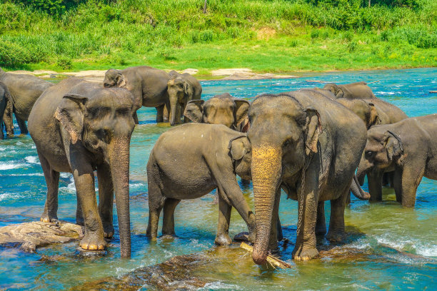 野生大象图片(斯里兰卡Pin’nawara)图片下载