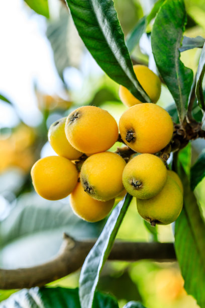 果园里的树上长着成熟的枇杷图片下载