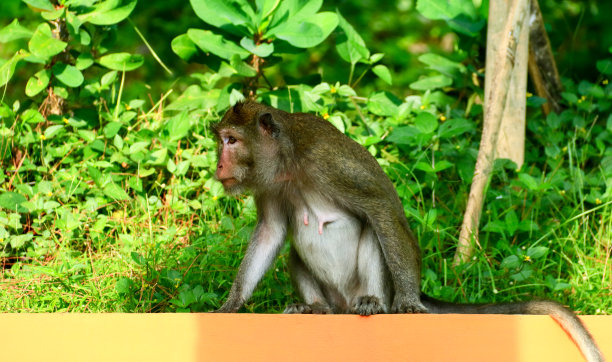 Crab-eating猕猴图片下载