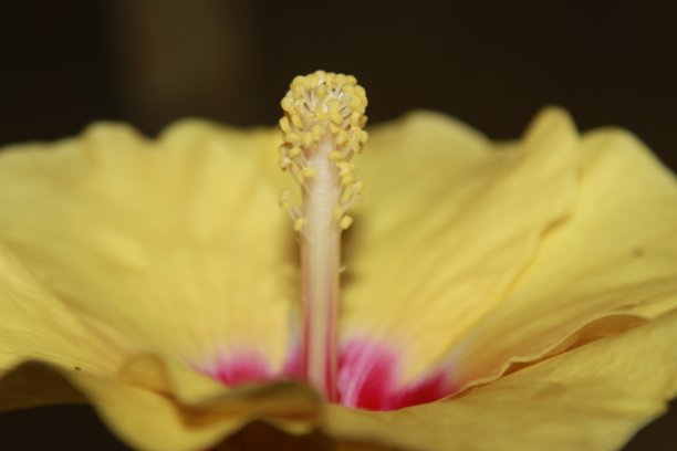 红色和黄色的木槿花孤立在黑色的背景。图片下载