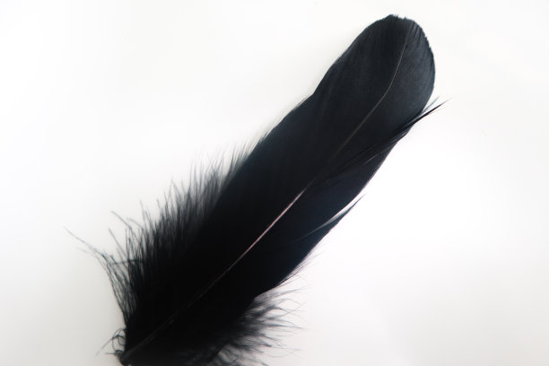 美丽的抽象纹理颜色红、灰、蓝和黑色羽毛在白色孤立的背景和图案墙纸图片下载