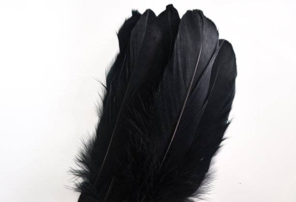 美丽的抽象纹理颜色红、灰、蓝和黑色羽毛在白色孤立的背景和图案墙纸图片下载