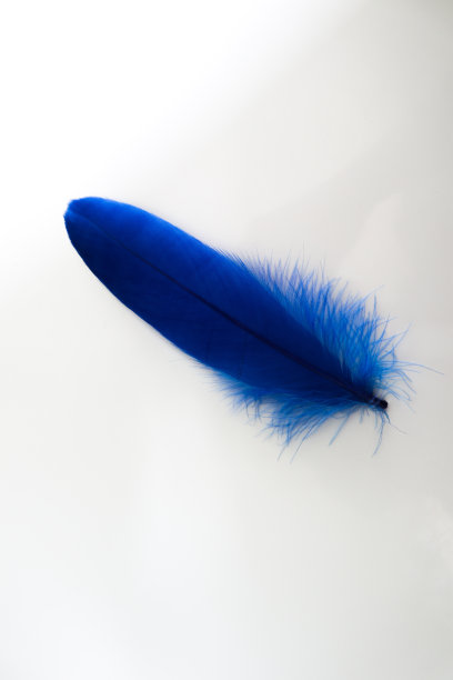 美丽的抽象纹理颜色红、灰、蓝和黑色羽毛在白色孤立的背景和图案墙纸图片下载