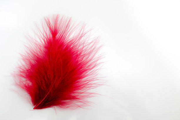 美丽的抽象纹理颜色红、灰、蓝和黑色羽毛在白色孤立的背景和图案墙纸图片下载