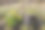 被煤烟熏黑的花盆躺在黄花旁的草地上图片下载