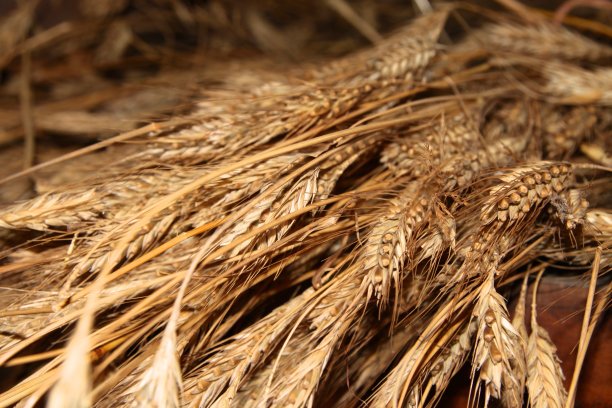 干燥小麦图片下载