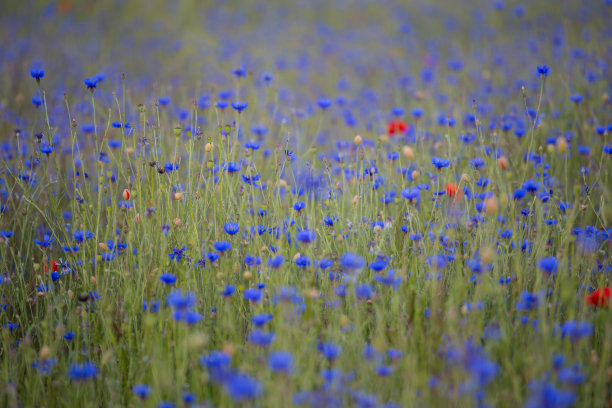 矢车菊和罂粟田图片下载