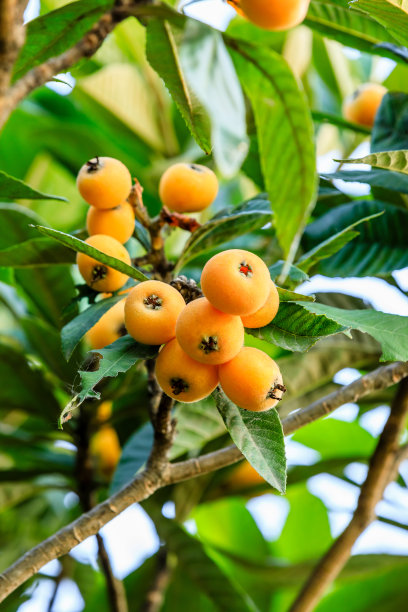 成熟的枇杷在花园里的树上图片下载