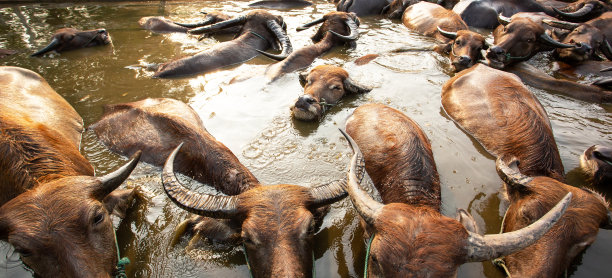 一群水牛在池塘里享受着淡水的沐浴。图片下载