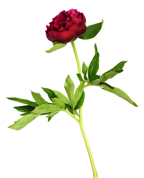 红色的牡丹花，绿叶图片下载