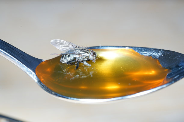 苍蝇咬着勺子上的蜂蜜，同时还粘着蜂蜜图片下载