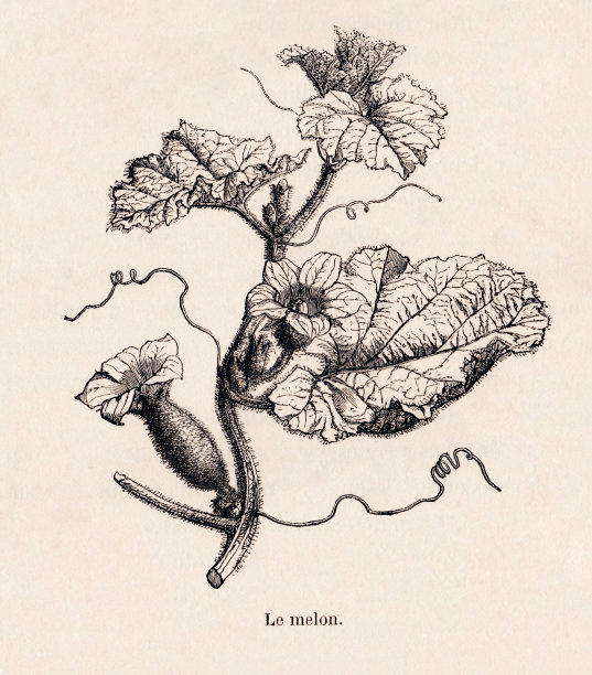 西瓜仿古法国植物插画与纹理纸图片下载