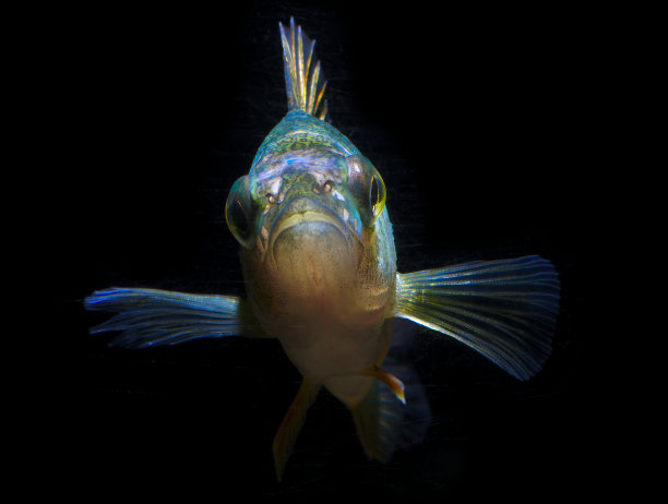 鱼水底，湖，河，黑背景，眼睛，脸的颜色图片下载