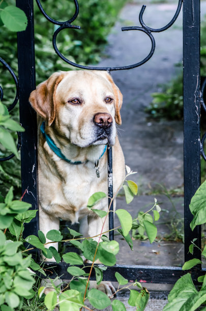 美丽的拉布拉多站在三柱门边图片下载