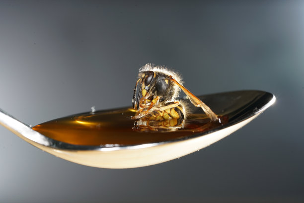 蜜蜂用勺子舔蜂蜜并粘住图片下载