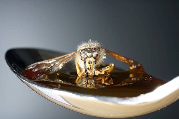 蜜蜂用勺子舔蜂蜜并粘住图片下载