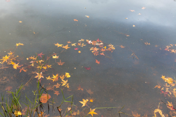 秋天的叶子漂浮在池塘的水面上图片下载
