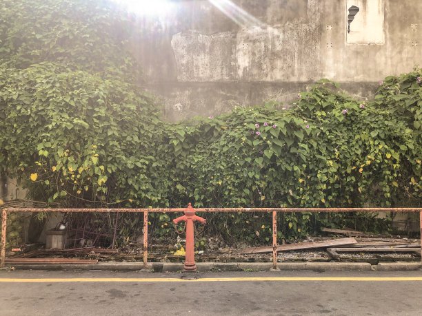 混凝土墙上的牵牛花和古老的消防栓图片下载