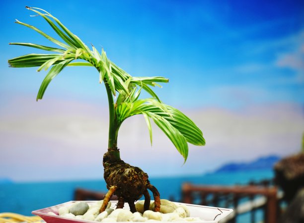 椰子幼苗在图片下载