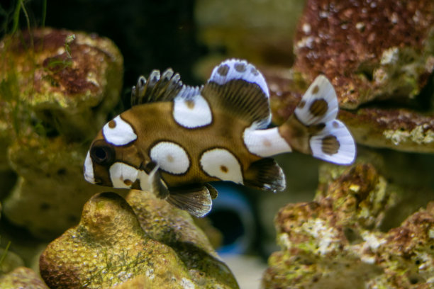 特写鱼缸里美丽的鱼类，以水生植物装饰为背景。鱼缸里五颜六色的鱼。图片下载