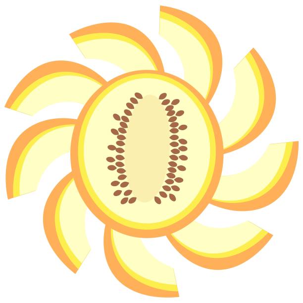 融化一半的甜瓜切片矢量图图片下载
