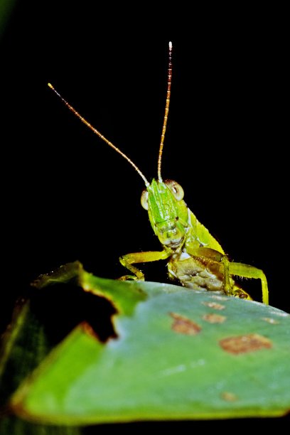 蚱蜢在叶黑色的背景。图片下载