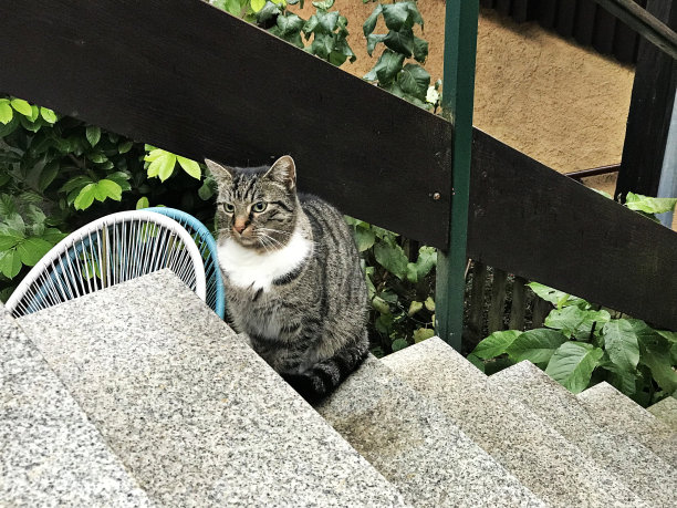 奥地利哈尔斯塔特的一只可爱的黑白虎斑猫。图片下载