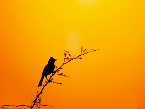 大自然美丽的鸟儿图片下载