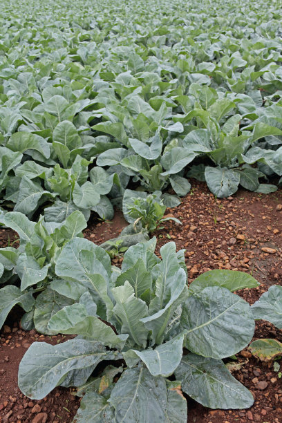 菜花,印度图片下载