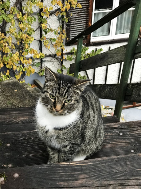 奥地利哈尔斯塔特的一只可爱的黑白虎斑猫。图片下载