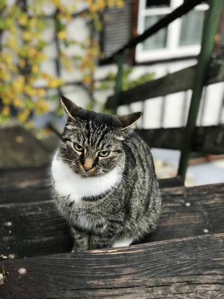 奥地利哈尔斯塔特的一只可爱的黑白虎斑猫。图片下载