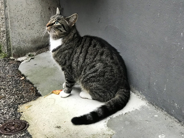 奥地利哈尔斯塔特的一只可爱的黑白虎斑猫。图片下载