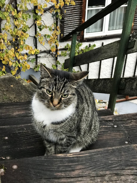 奥地利哈尔斯塔特的一只可爱的黑白虎斑猫。图片下载