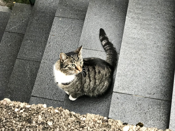 奥地利哈尔斯塔特的一只可爱的黑白虎斑猫。图片下载