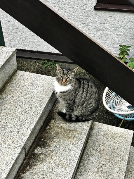 奥地利哈尔斯塔特的一只可爱的黑白虎斑猫。图片下载