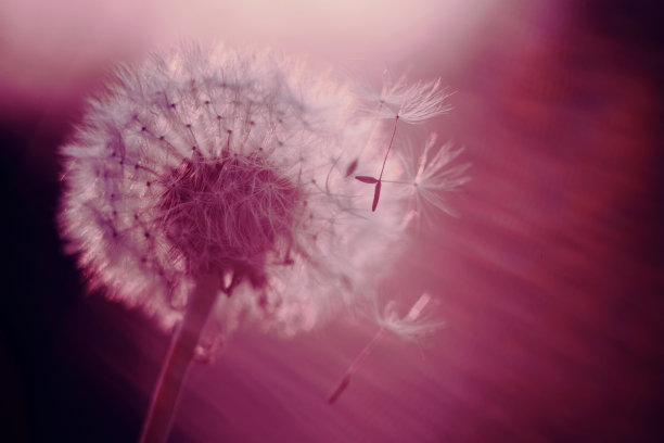 蒲公英花特写镜头在趋势霓虹颜色为抽象的背景。图片下载
